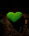 Heart forrest