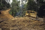 Deforestation in Malaisia 5