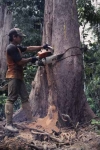 Deforestation in Malaisia 6