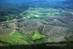 Deforestation in Malaisia 7