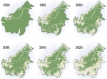 Deforestation in Malaisia 8