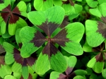 Clover field