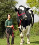 World biggest cow