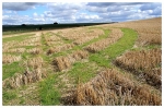 Avebury crop circle