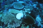 coral