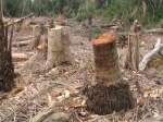 Deforestation