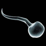 Spermatozoid