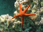 Sea star