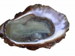 Oyster 2