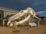 Whale skeleton