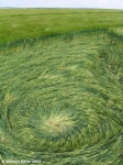 Dot Crop circle