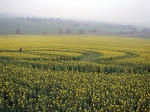 Crop circle 2002
