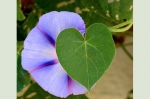 Crossing of Heart