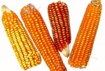 Transgenic corn